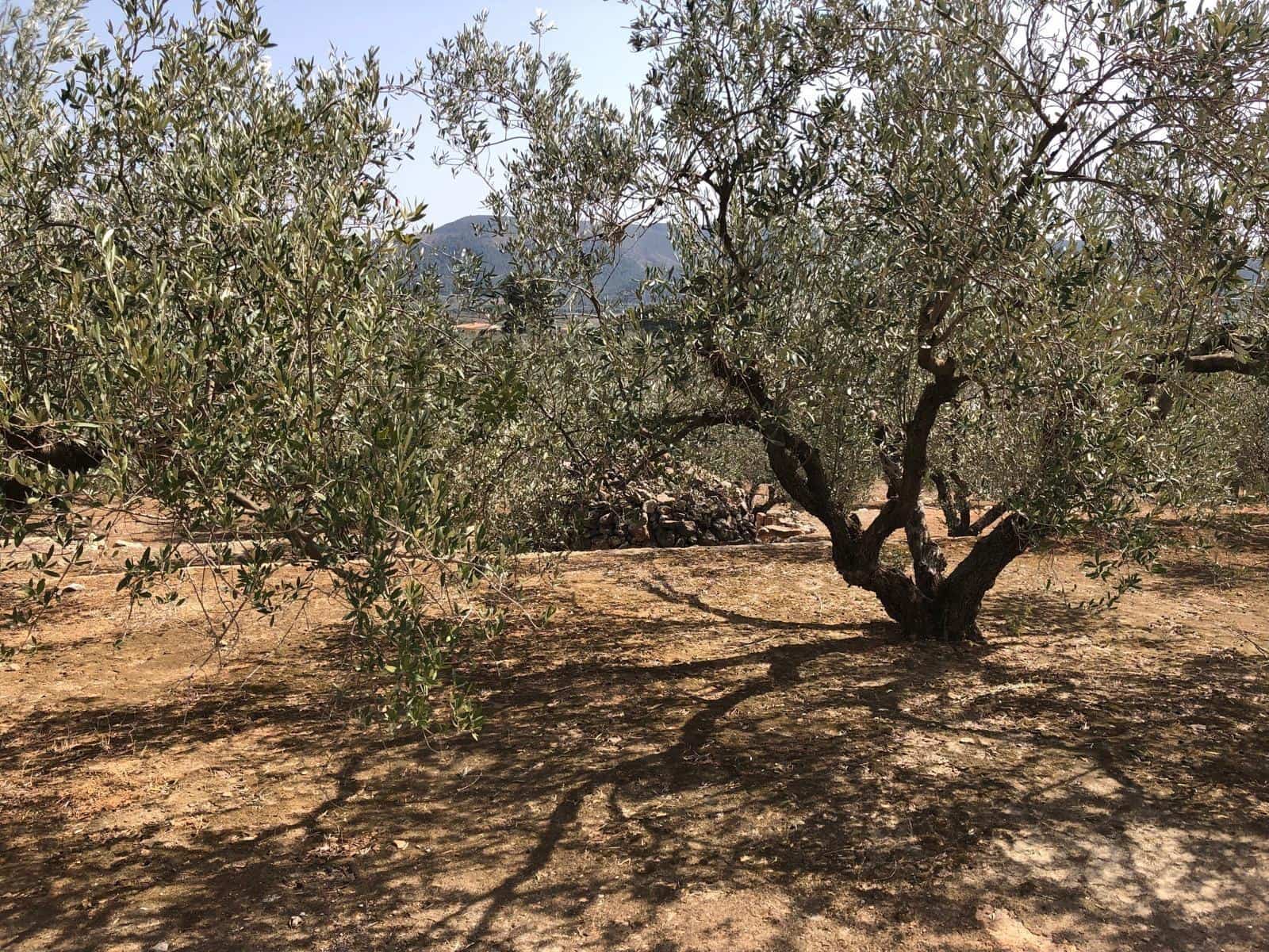 Finca/Landehus til salg i Enguera - € 11.377 (Ref: 8258777)