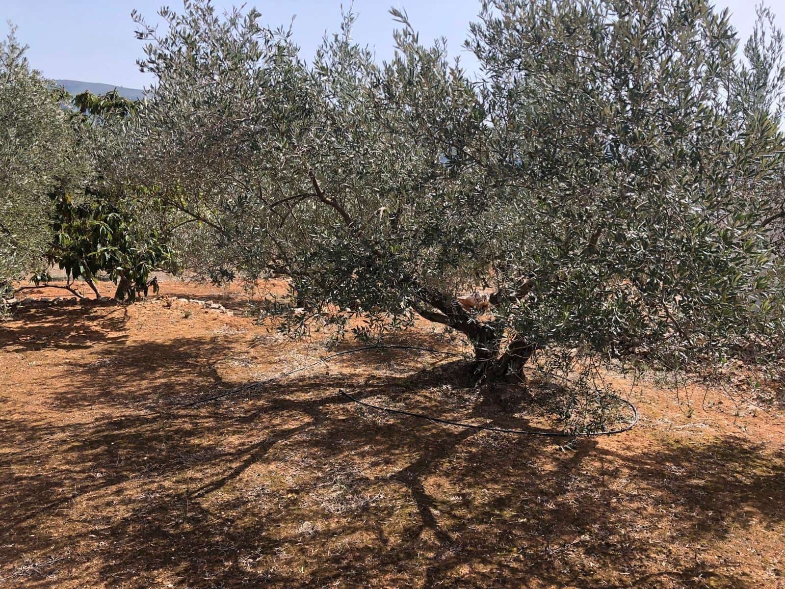 Finca/Landehus til salg i Enguera - € 11.377 (Ref: 8258777)