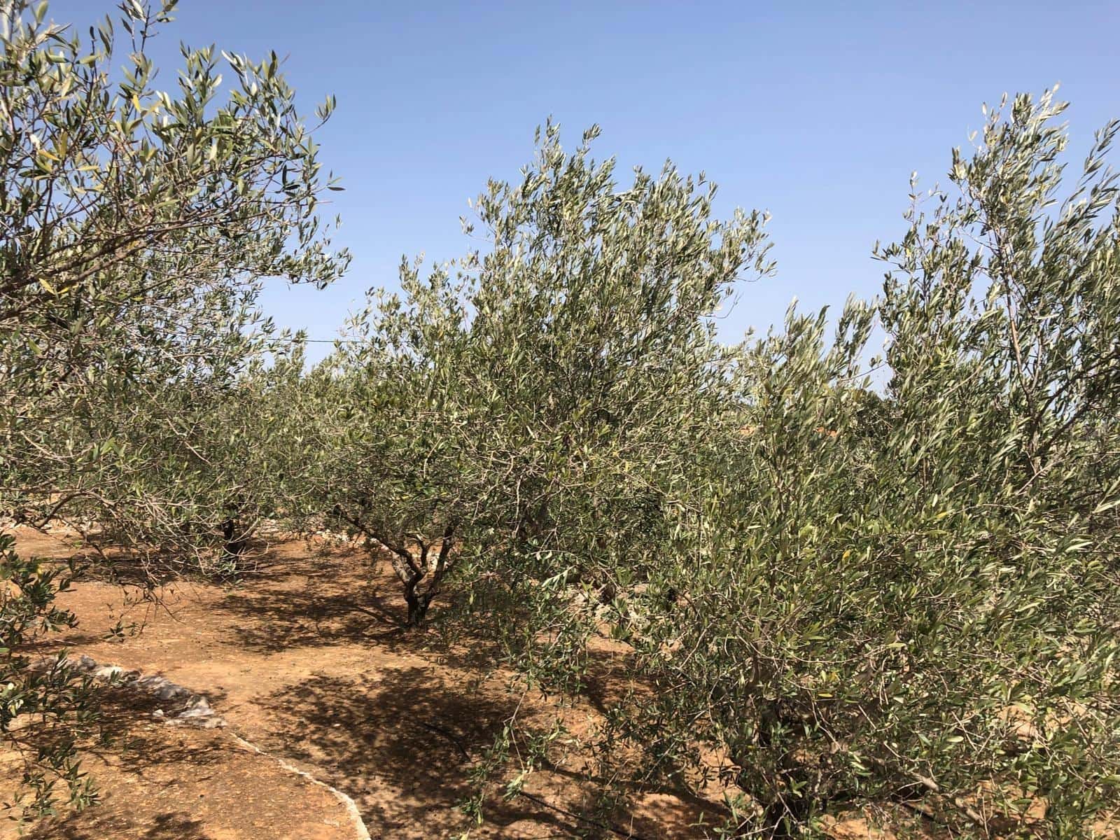 Finca/Landehus til salg i Enguera - € 11.377 (Ref: 8258777)