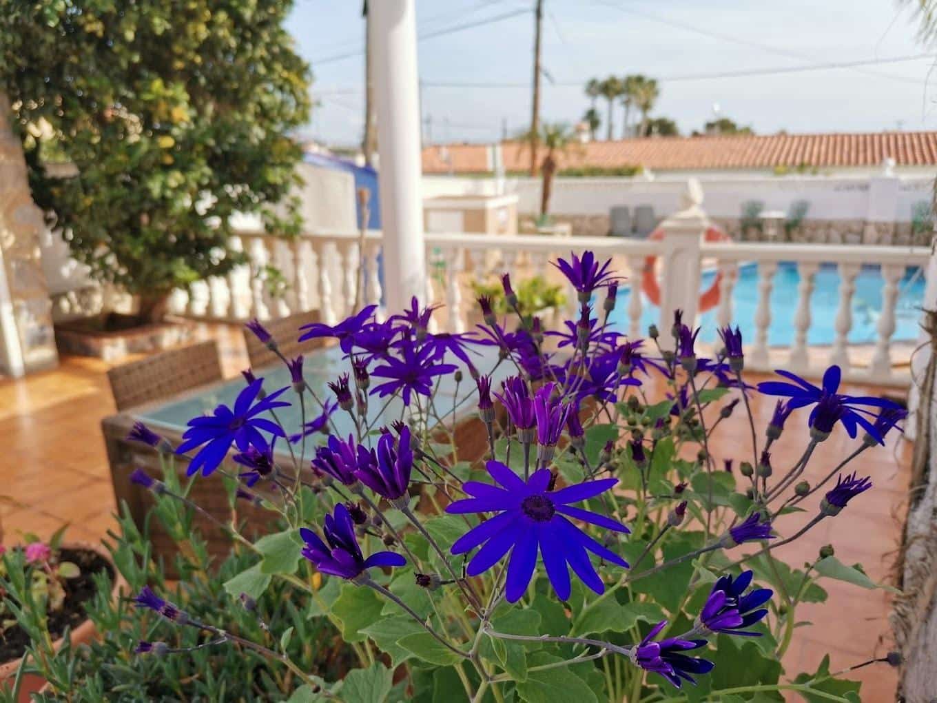 10 soveværelse Hotel til salg i Calpe / Calp med swimmingpool - € 850.000 (Ref: 8386652)