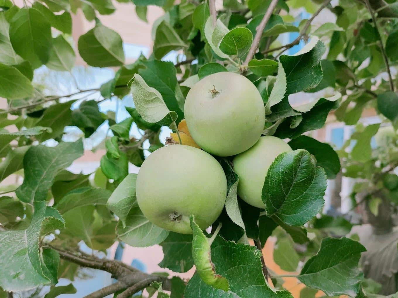 10 soveværelse Hotel til salg i Calpe / Calp med swimmingpool - € 850.000 (Ref: 8386652)