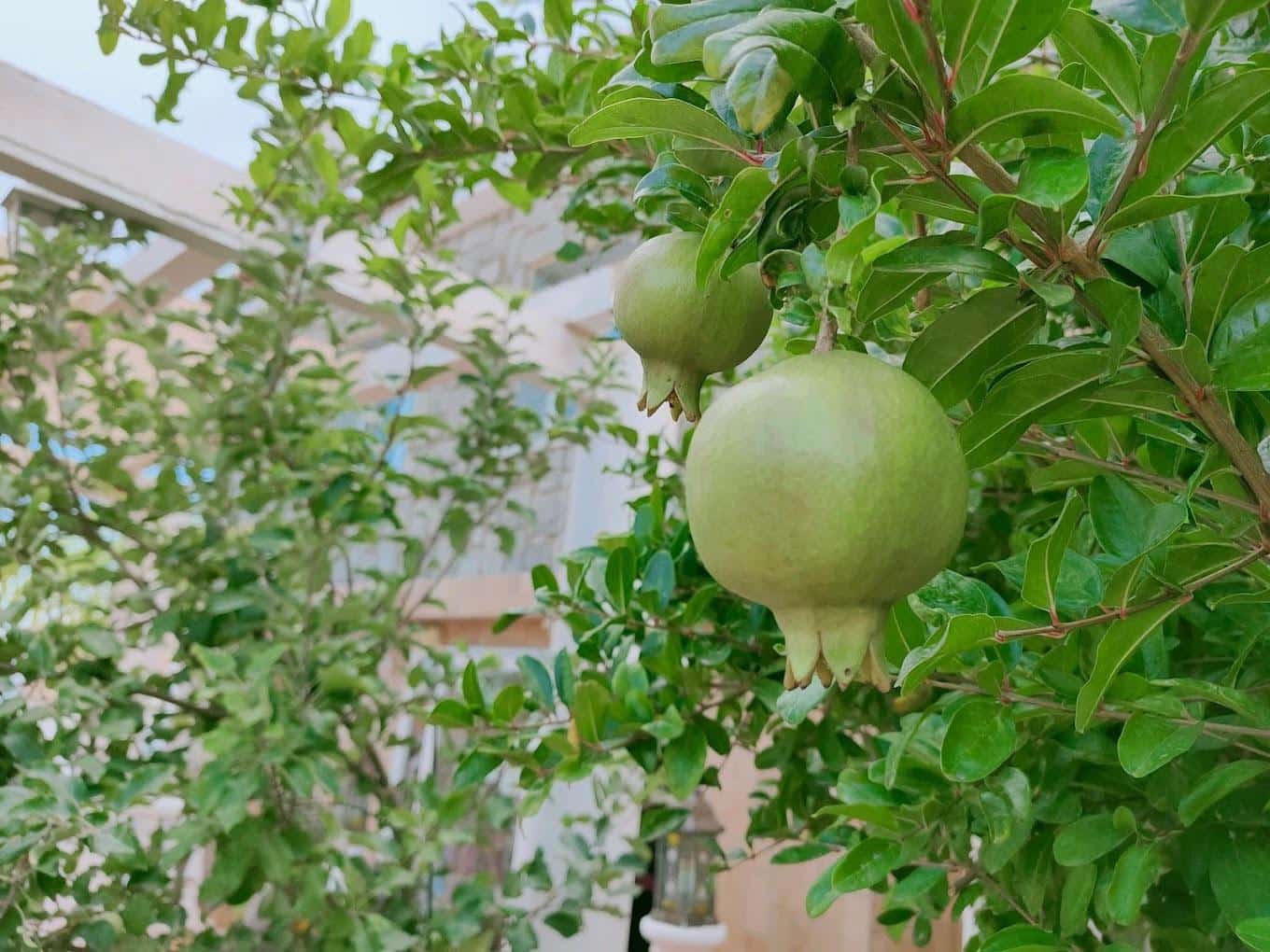 10 soveværelse Hotel til salg i Calpe / Calp med swimmingpool - € 850.000 (Ref: 8386652)