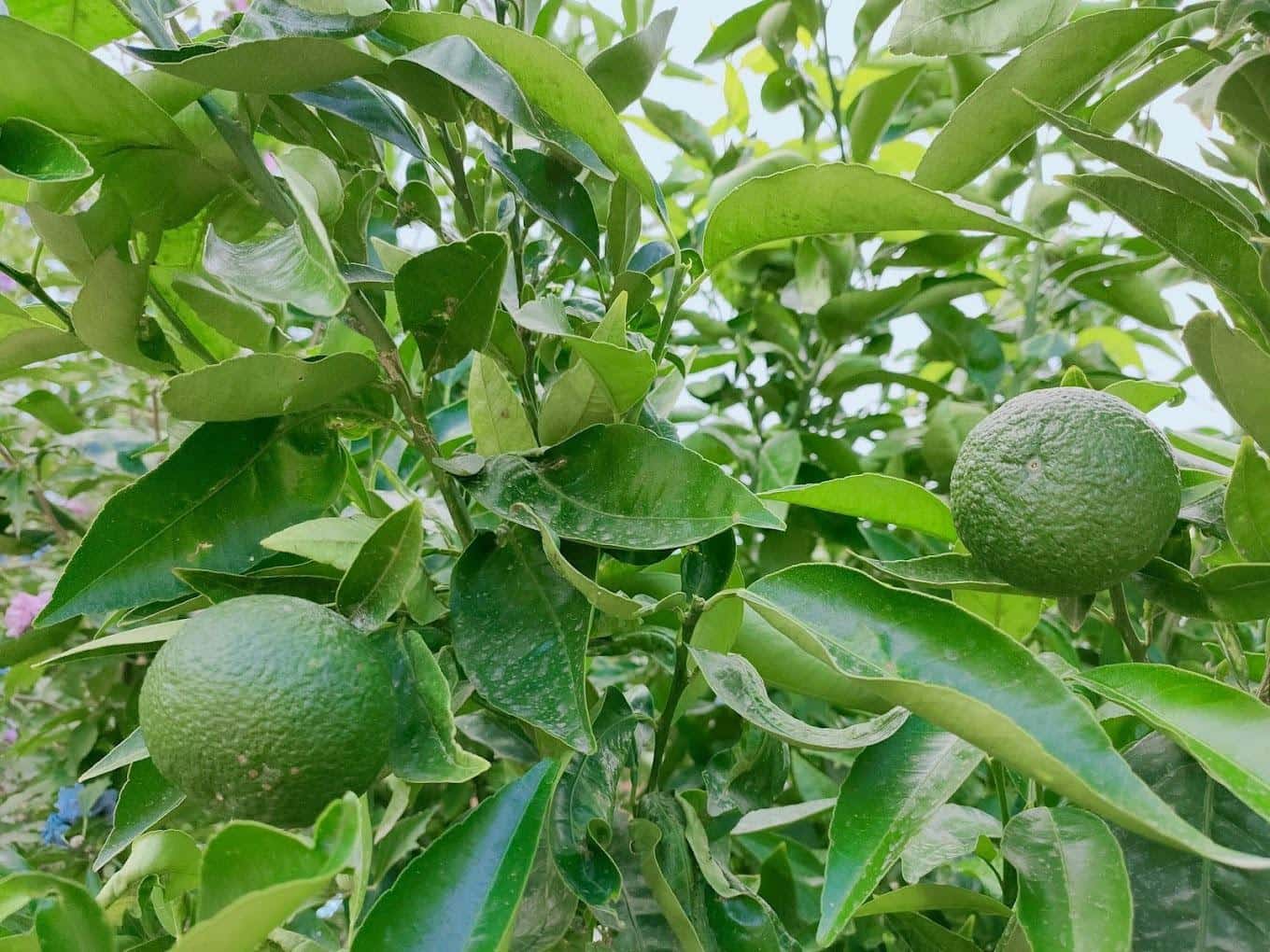 10 soveværelse Hotel til salg i Calpe / Calp med swimmingpool - € 850.000 (Ref: 8386652)