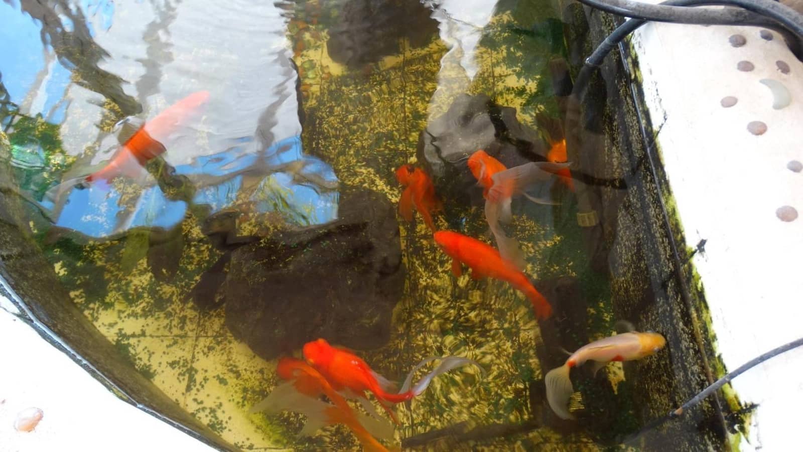 18 soveværelse Hotel til salg i Calpe / Calp med swimmingpool garage - € 1.050.000 (Ref: 8386653)