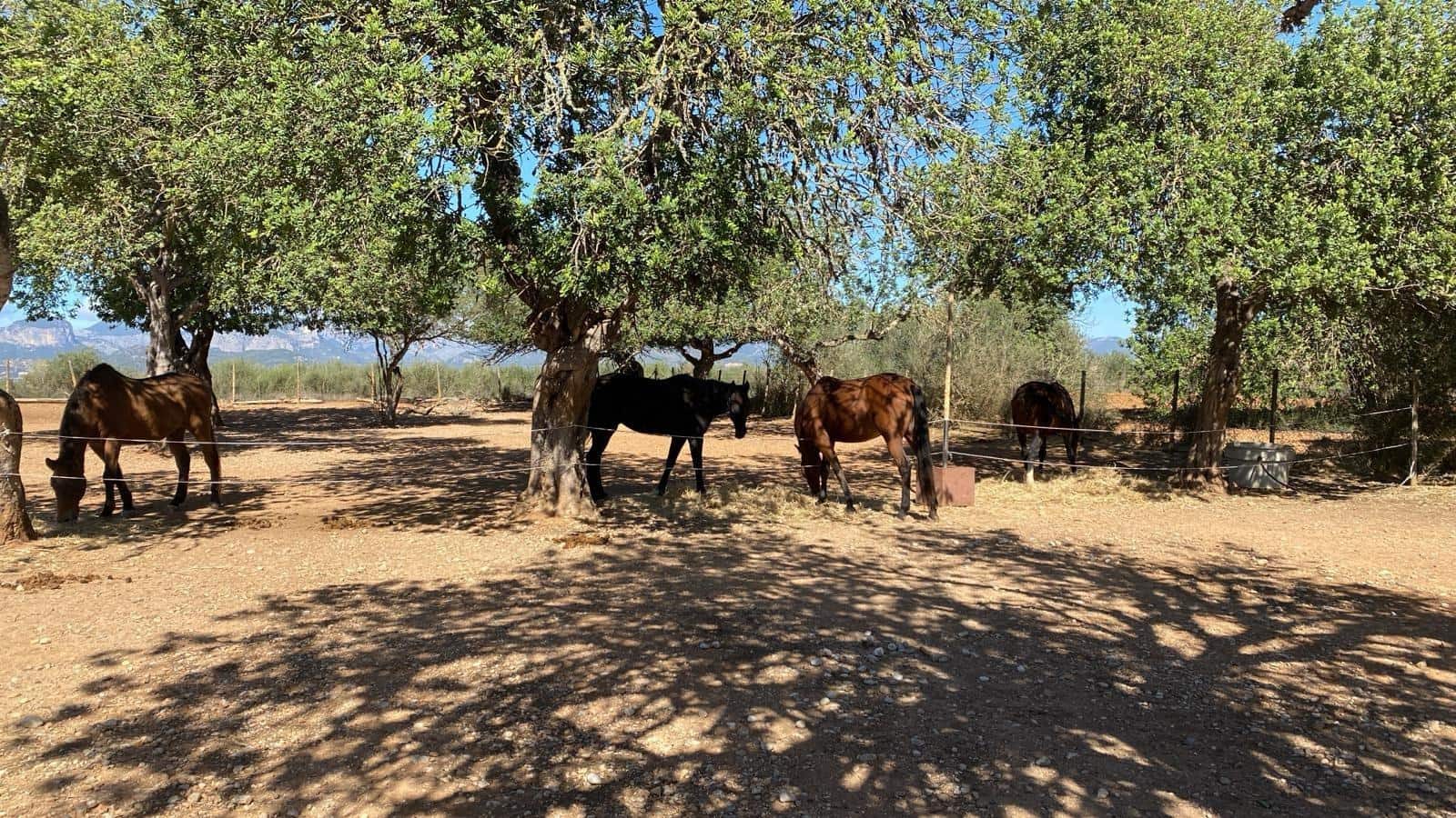 6 quarto Quinta/Casa Rural para venda em Sencelles com piscina garagem - 2 450 000 € (Ref: 8646554)
