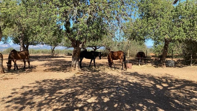 Finca/Casa Rural de 6 habitaciones en Sencelles en venta con piscina garaje - 2.450.000 € (Ref: 8646554)