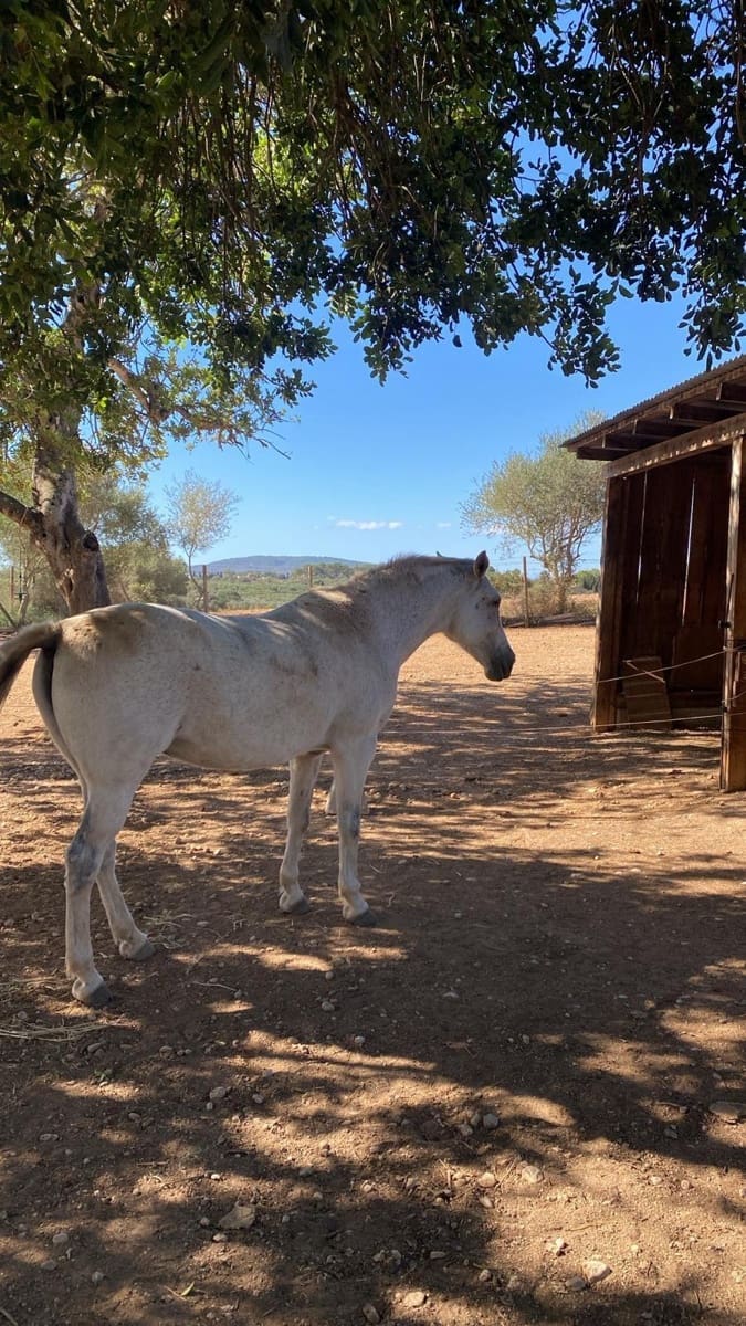 6 quarto Quinta/Casa Rural para venda em Sencelles com piscina garagem - 2 450 000 € (Ref: 8646554)