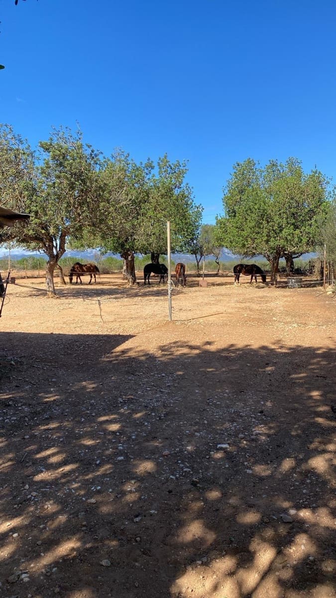 6 quarto Quinta/Casa Rural para venda em Sencelles com piscina garagem - 2 450 000 € (Ref: 8646554)