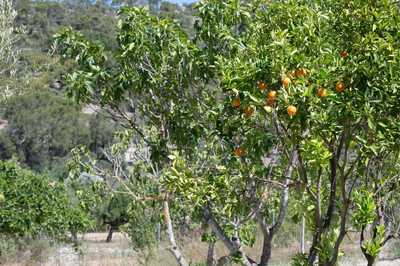 3 soveværelse Finca/Landehus til salg i Lloseta - € 750.000 (Ref: 8880148)