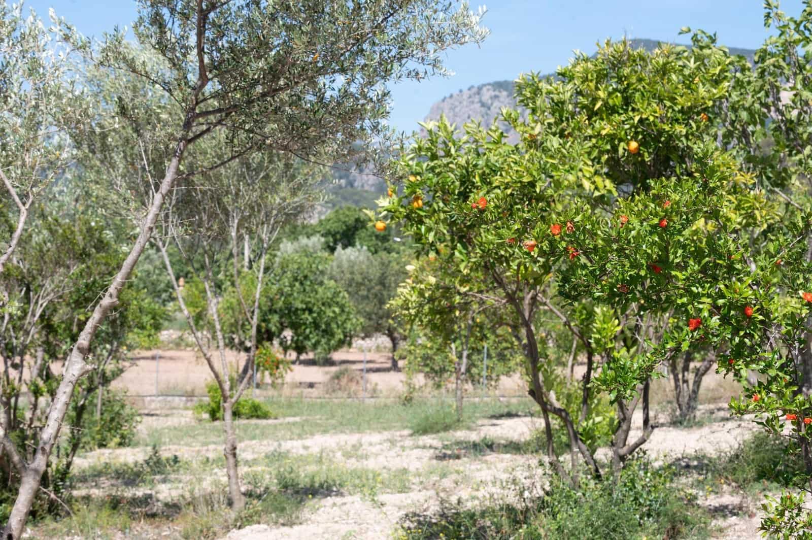 3 soveværelse Finca/Landehus til salg i Lloseta - € 750.000 (Ref: 8880148)