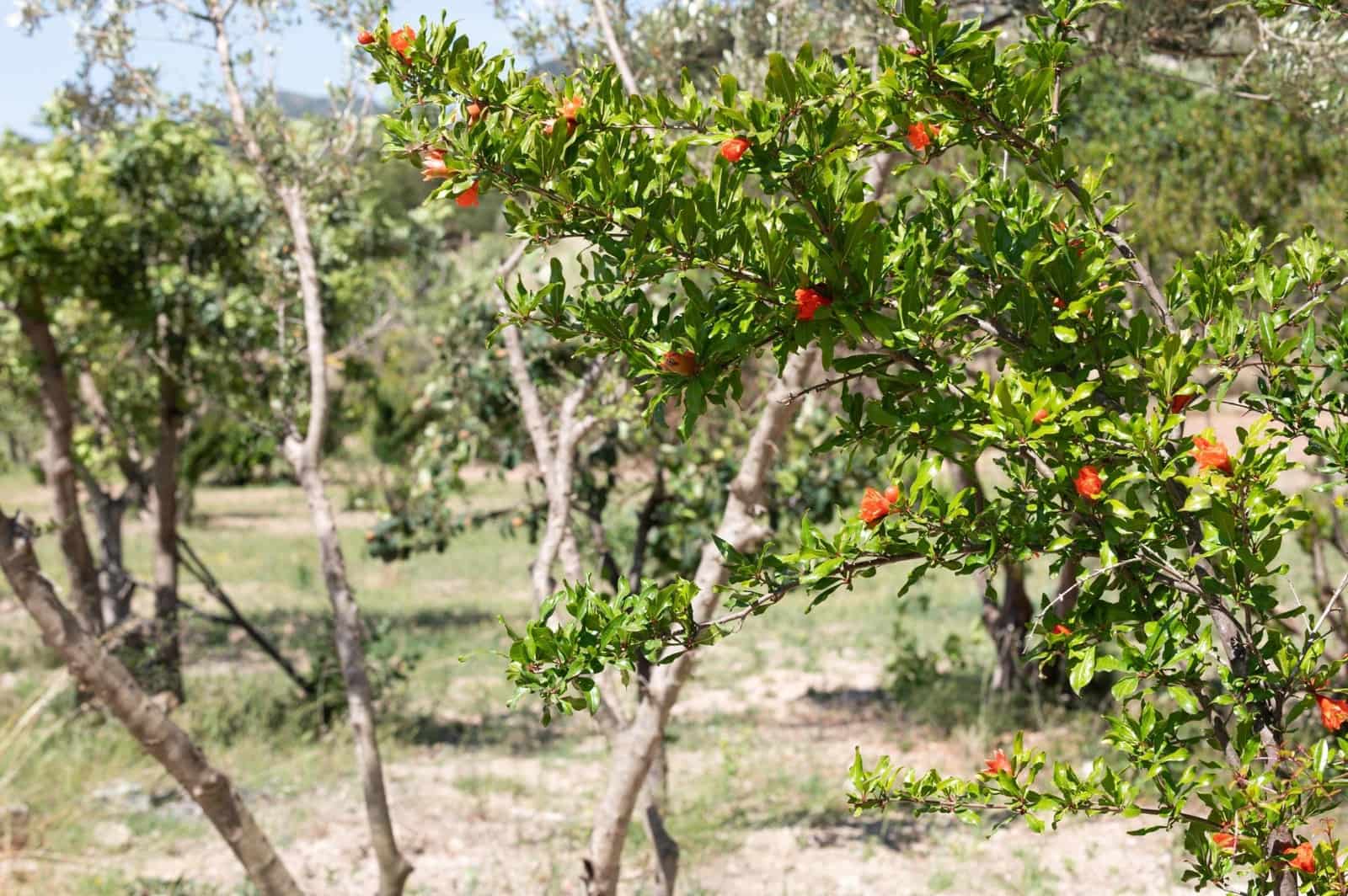 3 soveværelse Finca/Landehus til salg i Lloseta - € 750.000 (Ref: 8880148)