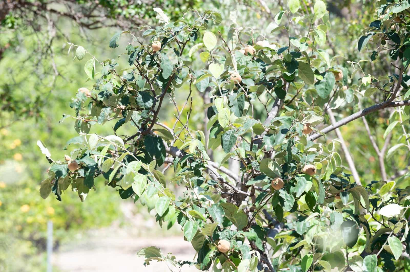 3 soveværelse Finca/Landehus til salg i Lloseta - € 750.000 (Ref: 8880148)