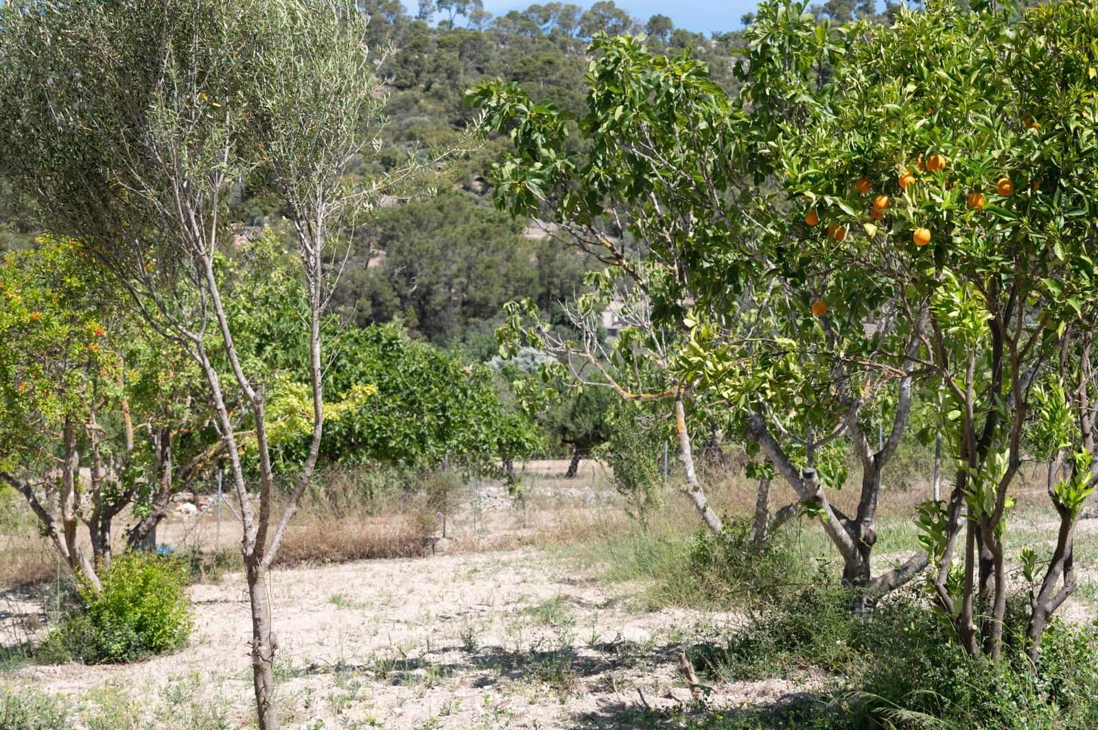 3 soveværelse Finca/Landehus til salg i Lloseta - € 750.000 (Ref: 8880148)