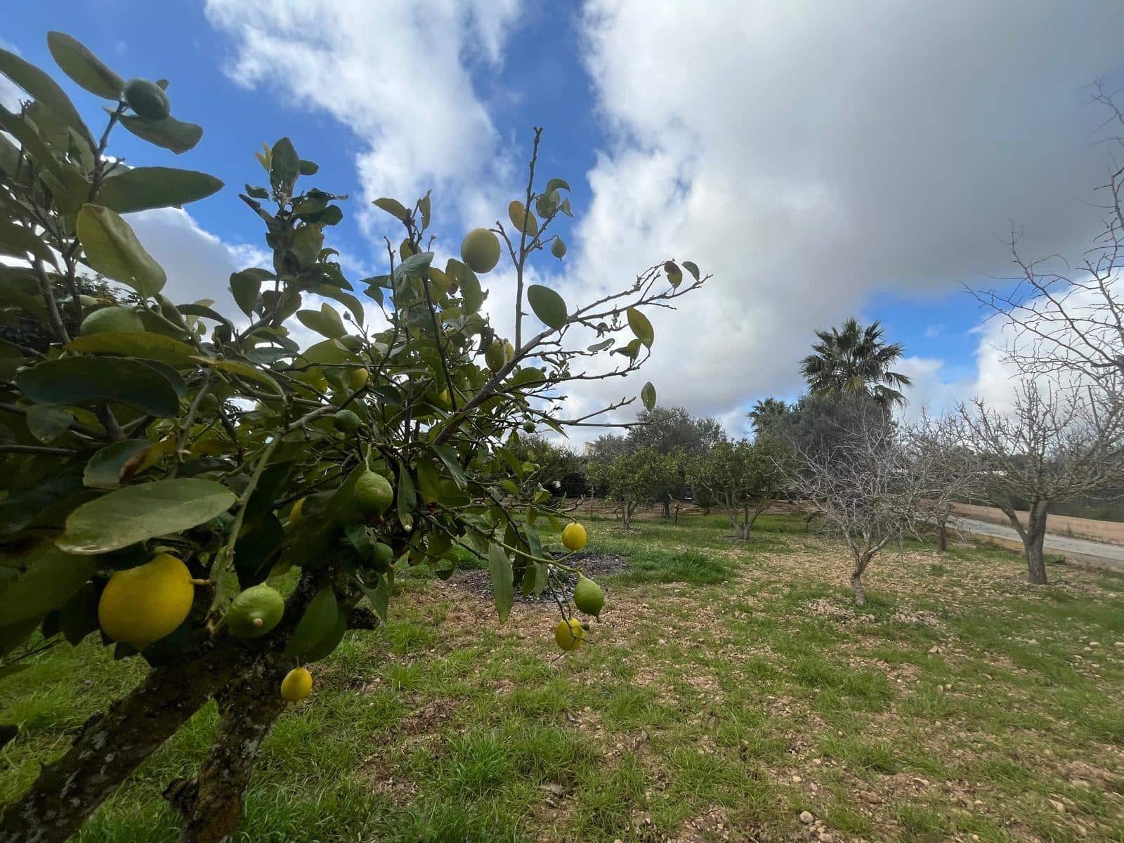 4 soveværelse Finca/Landehus til salg i Llucmajor med swimmingpool - € 740.000 (Ref: 8954220)