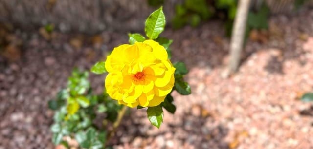 2 camera da letto Appartamento in vendita in Dehesa de Campoamor, Orihuela con piscina - 182.000 € (Rif: 8938896)