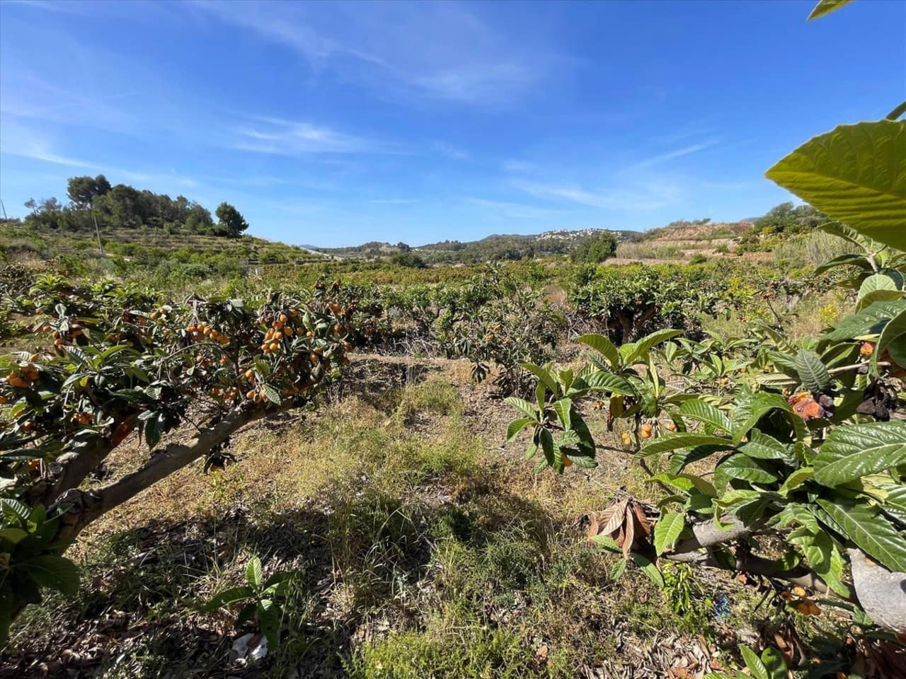 Tomt till salu i Callosa d'En Sarria - 157 000 € (Ref: 9578147)