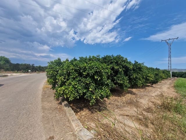 Mark till salu i Carcaixent - 180 000 € (Ref: 9991758)