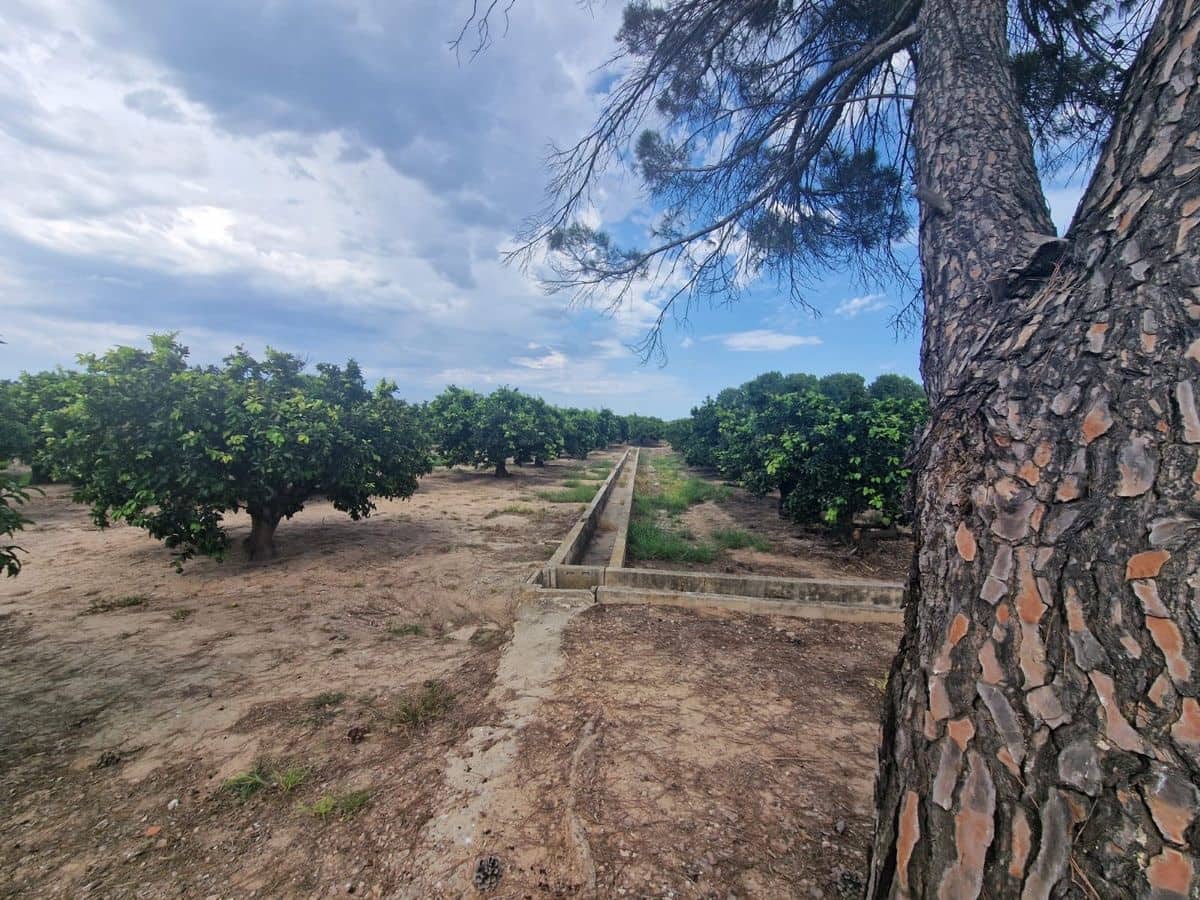 Mark till salu i Carcaixent - 180 000 € (Ref: 9991758)