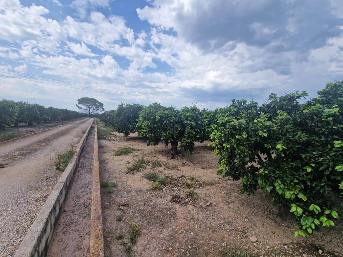 Mark till salu i Carcaixent - 180 000 € (Ref: 9991758)