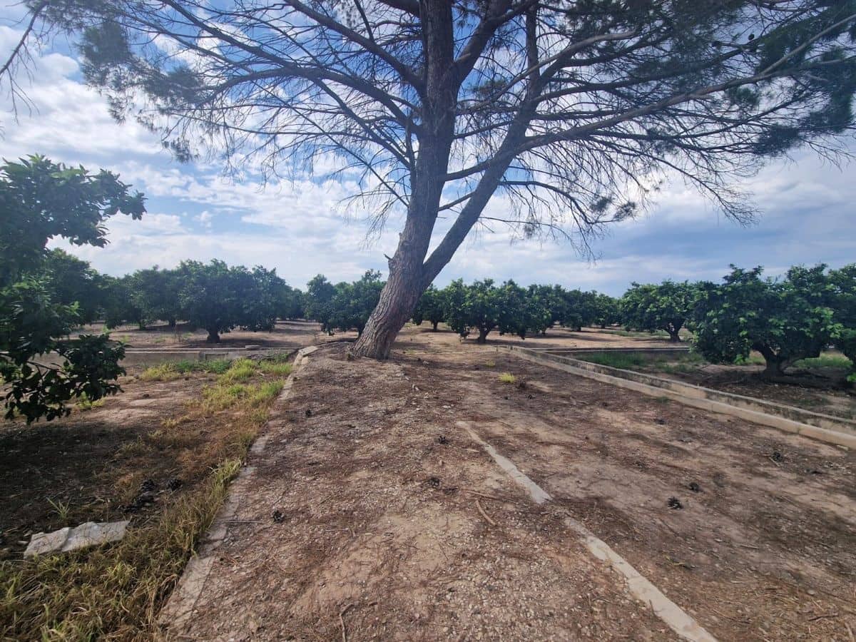 Mark till salu i Carcaixent - 180 000 € (Ref: 9991758)
