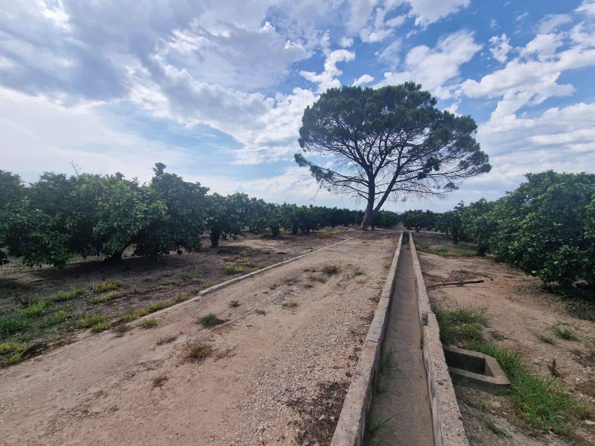 Mark till salu i Carcaixent - 180 000 € (Ref: 9991758)
