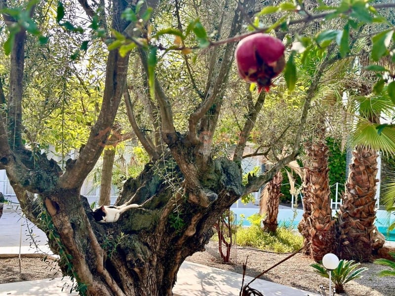 7 sovrum Villa till salu i Betera med pool garage - 990 000 € (Ref: 9634889)