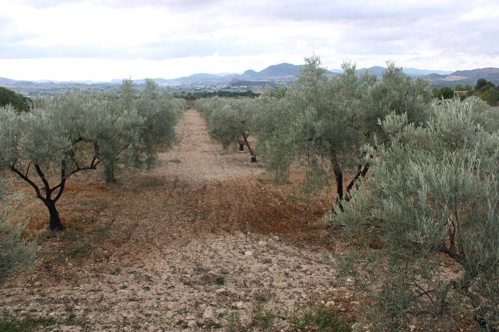 Finca/Casa Rural de 4 habitaciones en Sax en venta con piscina garaje - 400.000 € (Ref: 9962746)