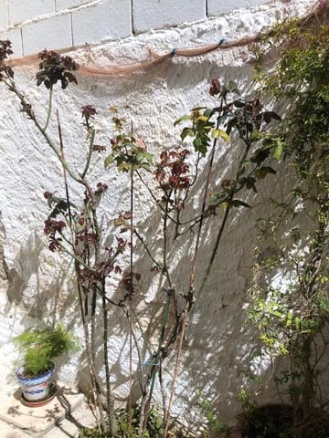 4 soveværelse Byhus til salg i Vélez-Blanco - € 45.000 (Ref: 7868808)