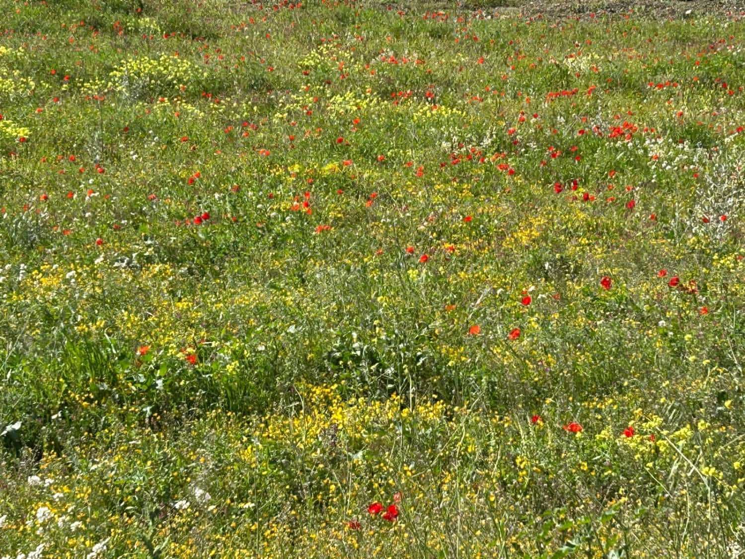 5 slaapkamer Huis te koop in Velez-Rubio - € 99.950 (Ref: 7868822)