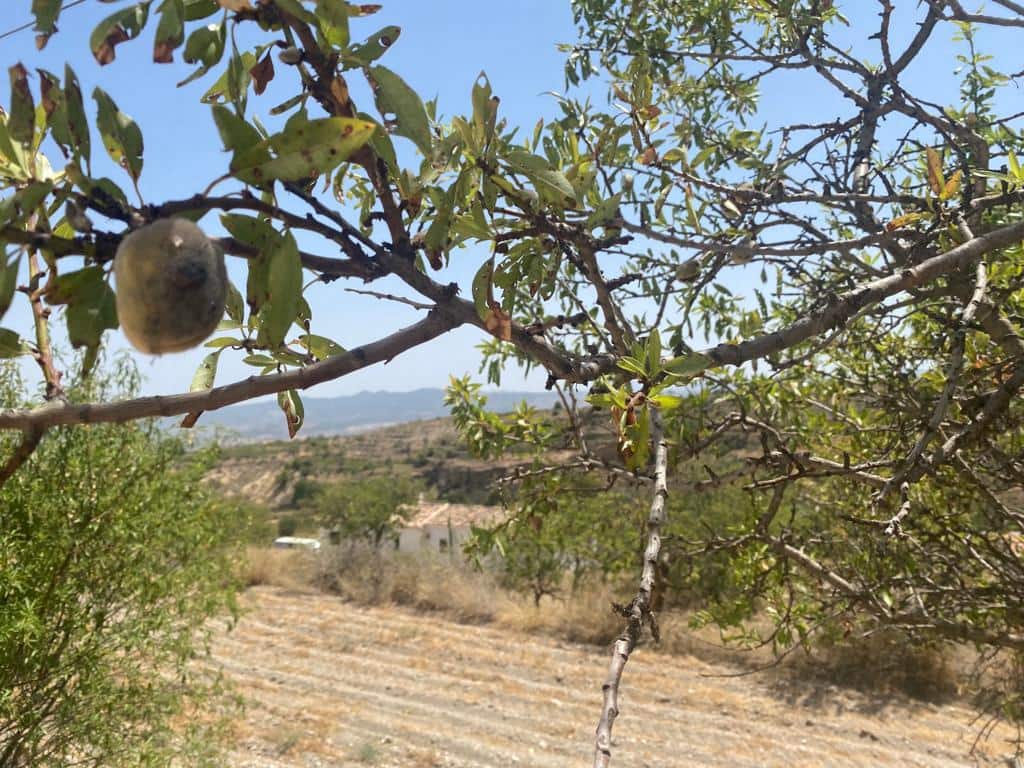 3 sypialnia Dom na sprzedaż w Velez-Blanco - 79 000 € (Ref: 8070329)