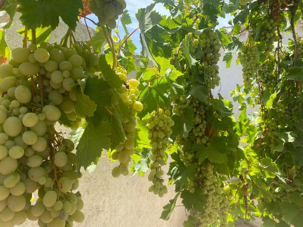 3 sypialnia Dom na sprzedaż w Velez-Blanco - 79 000 € (Ref: 8070329)