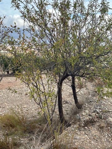 Building Plot for sale in Vélez-Blanco - € 45,000 (Ref: 8636407)
