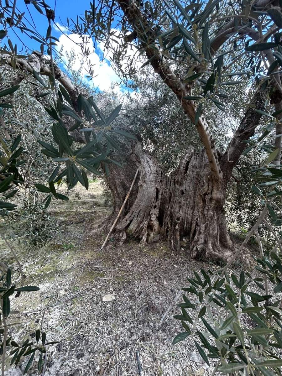 1 soveværelse Finca/Landehus til salg i Velez-Blanco - € 140.000 (Ref: 8932085)