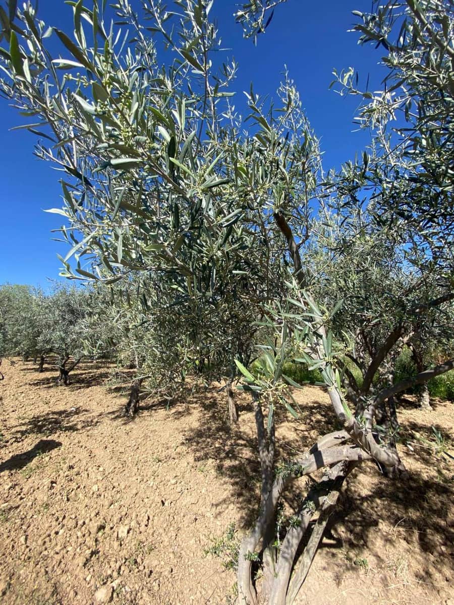 2 quarto Casa em Banda para venda em Velez-Blanco - 134 000 € (Ref: 9806163)