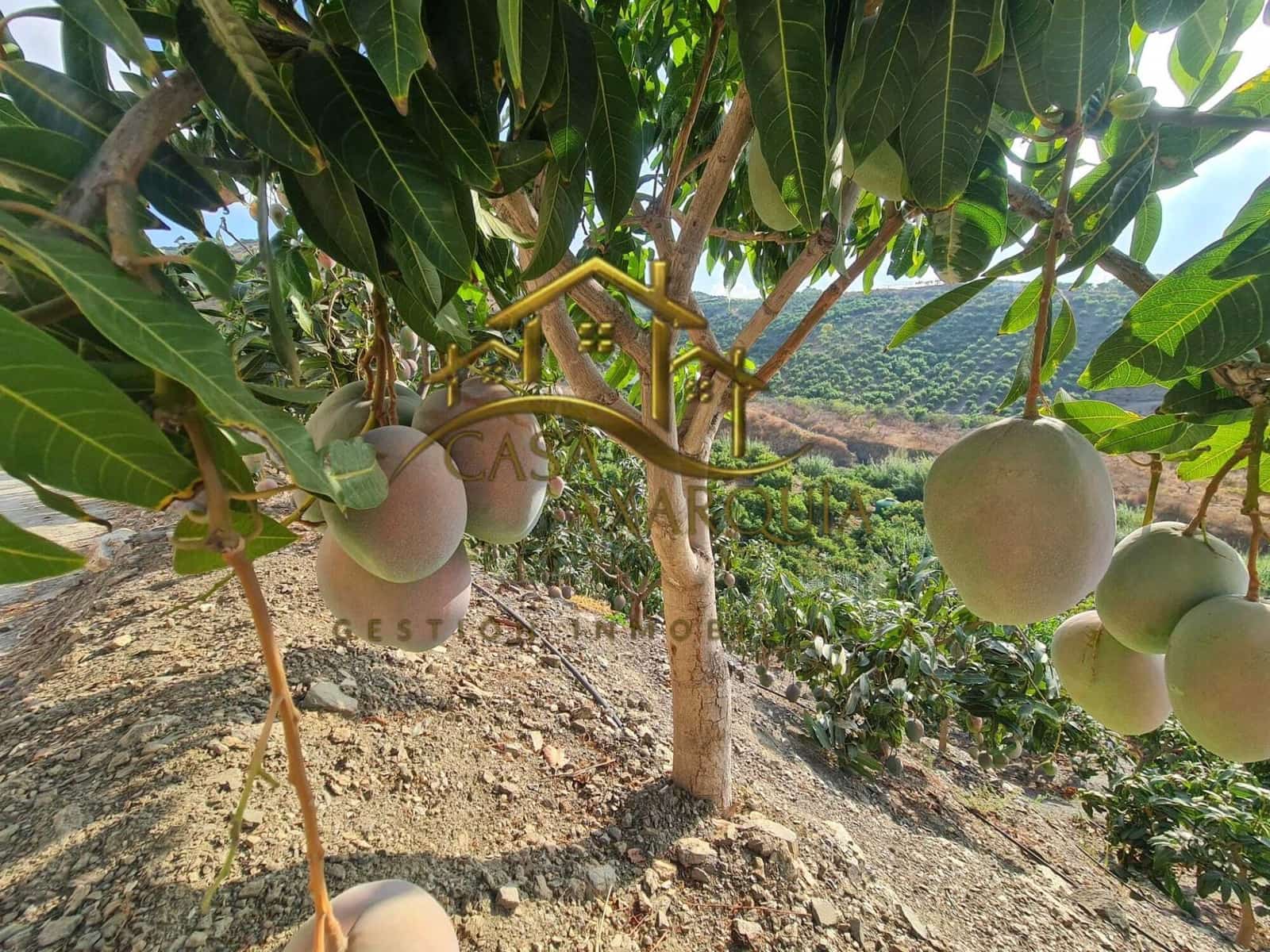 1 bedroom Finca/Country House for sale in Triana with pool - € 255,000 (Ref: 9322069)