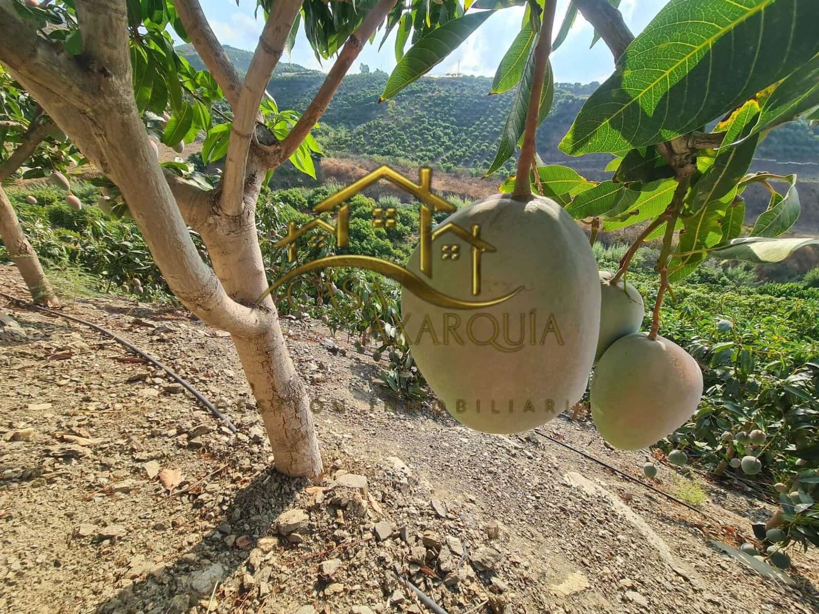 1 bedroom Finca/Country House for sale in Triana with pool - € 255,000 (Ref: 9322069)