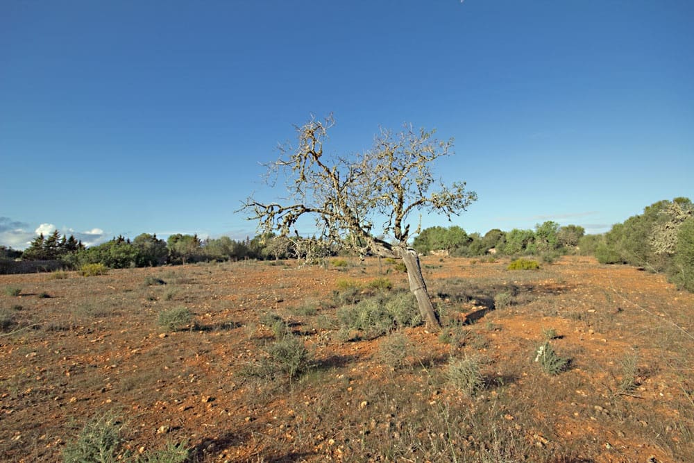 Landgrundstück zu verkaufen in Ses Salines - 550.000 € (Ref: 10136327)