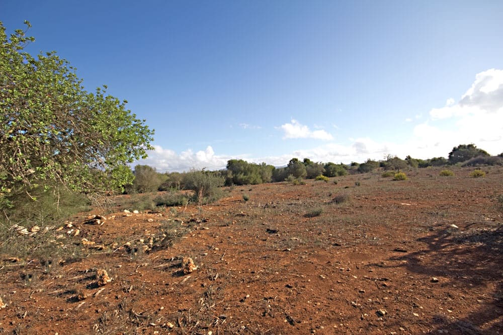 Landgrundstück zu verkaufen in Ses Salines - 550.000 € (Ref: 10136327)