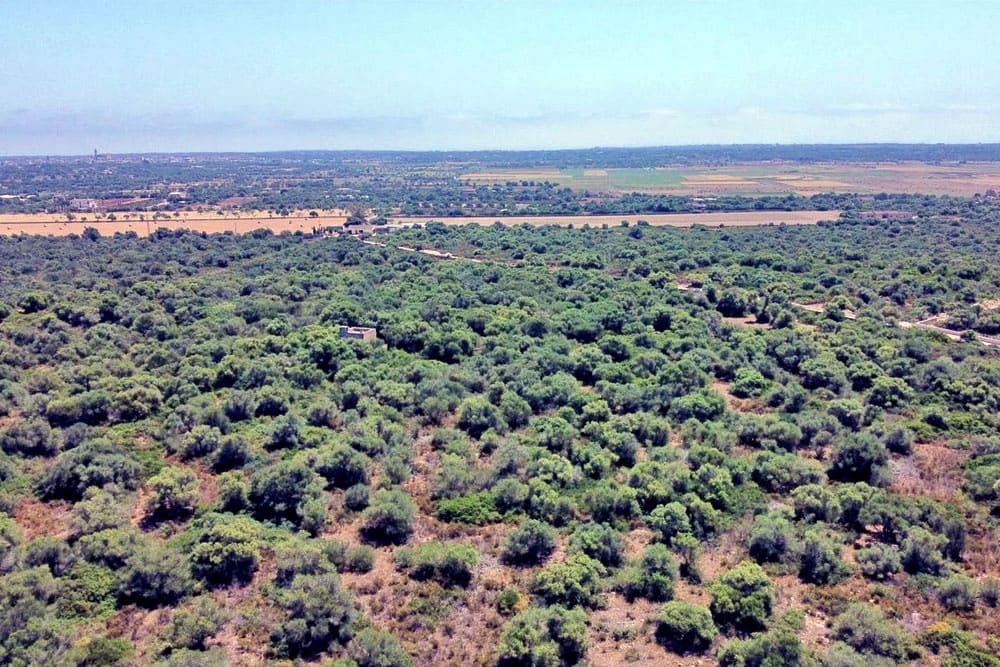 Undeveloped Land for sale in Santanyi - € 750,000 (Ref: 10136368)