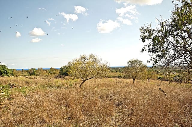 Terreno Não Urbanizado para venda em Santanyí - 1 500 000 € (Ref: 10144999)