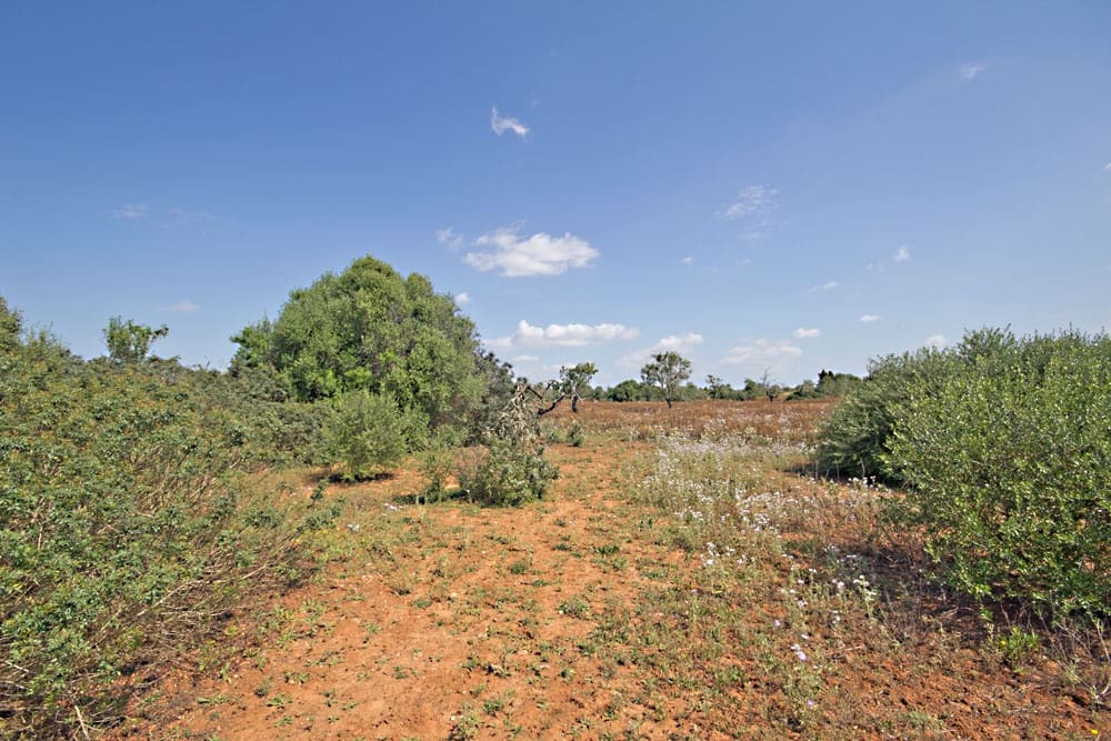Terreno Non Edificato in vendita in Es Llombards - 550.000 € (Rif: 10149303)