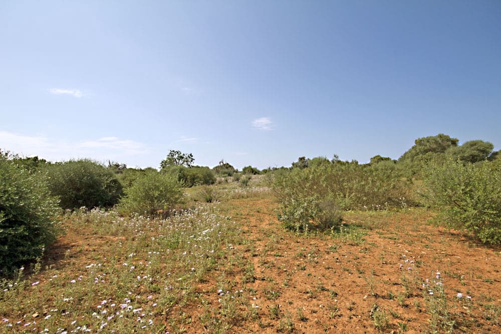 Terreno Non Edificato in vendita in Es Llombards - 550.000 € (Rif: 10149303)