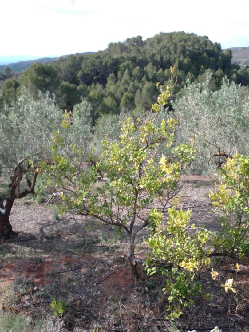 Finca/Country House for sale in Barxeta - € 70,000 (Ref: 9505966)