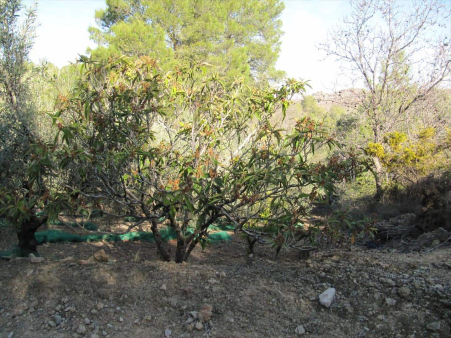 Finca/Country House for sale in Barxeta - € 70,000 (Ref: 9505966)