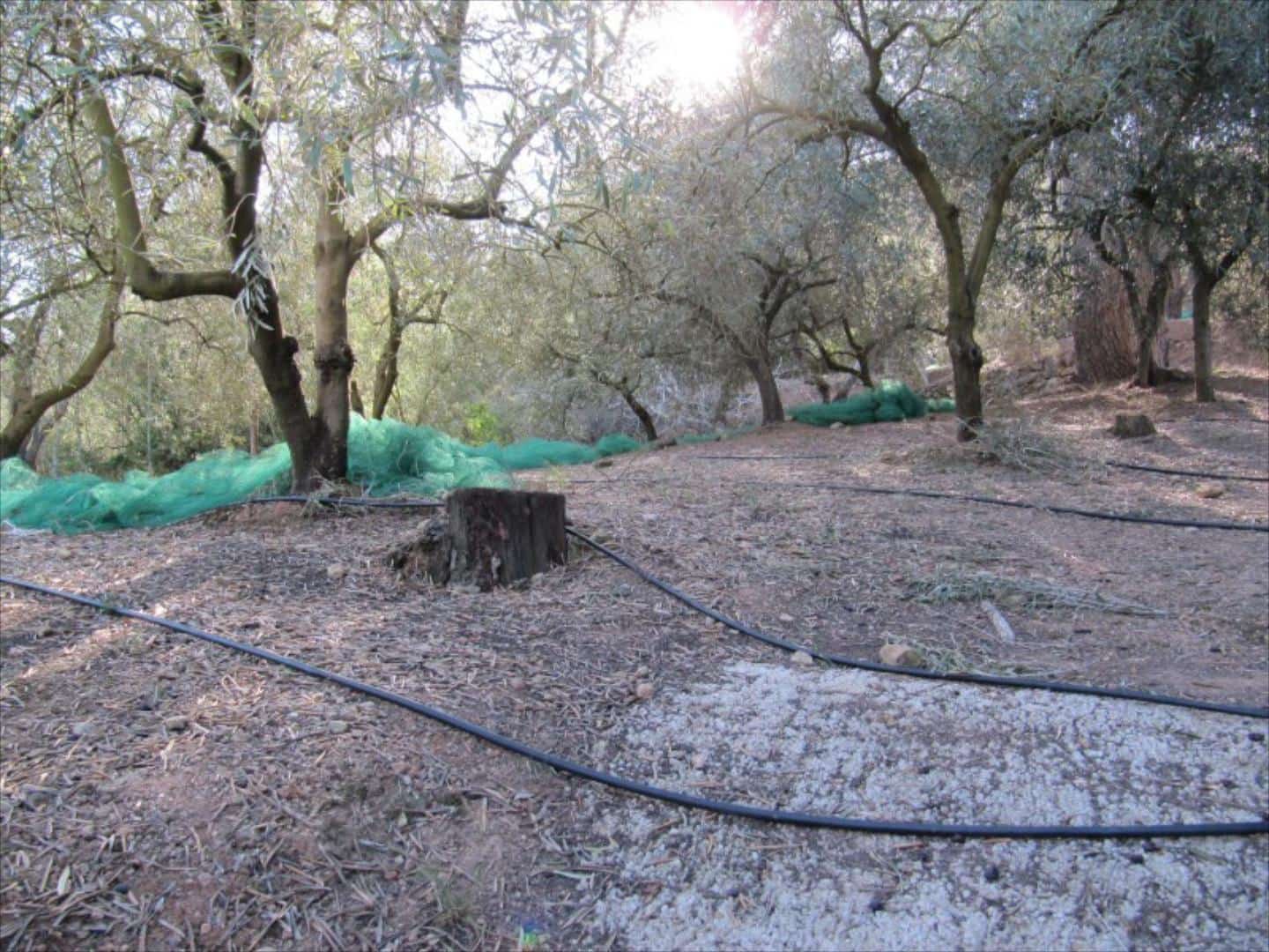 Finca/Country House for sale in Barxeta - € 70,000 (Ref: 9505966)