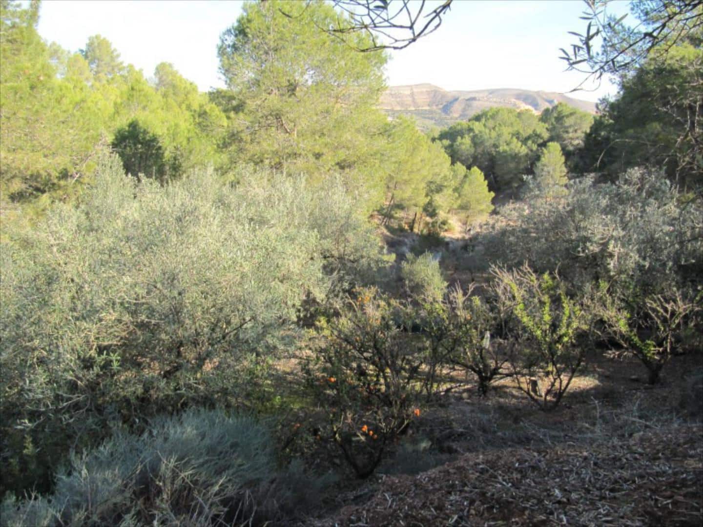 Finca/Country House for sale in Barxeta - € 70,000 (Ref: 9505966)