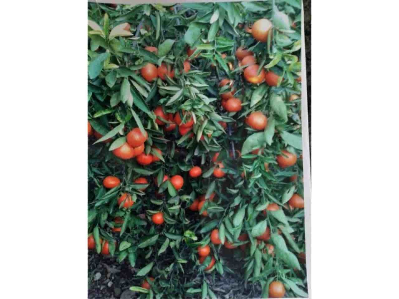 Ubebygd land til salgs i Xeraco - € 75 000 (Ref: 7820641)