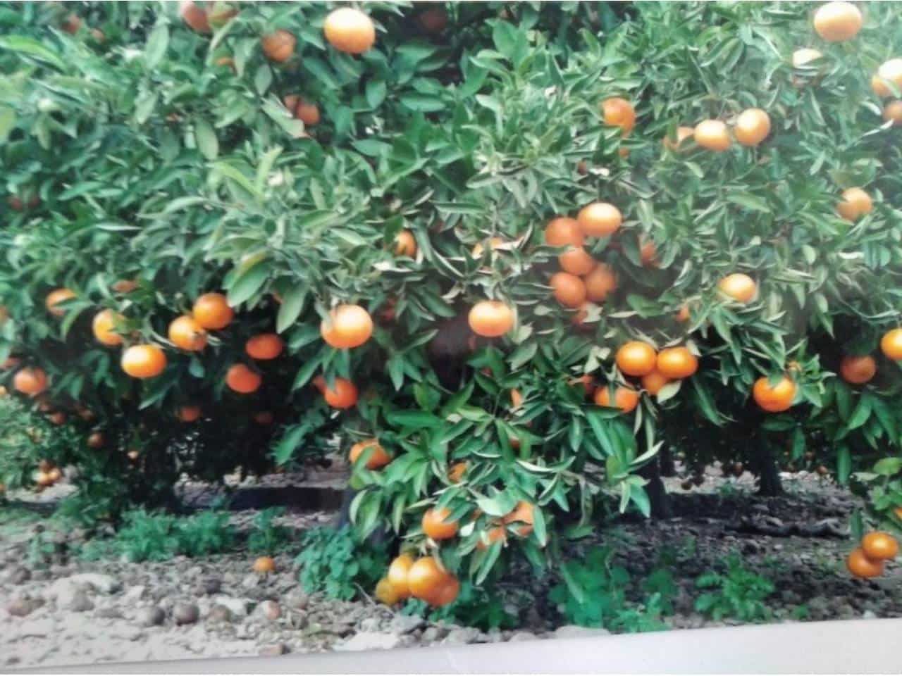 Ubebygd land til salgs i Xeraco - € 75 000 (Ref: 7820641)