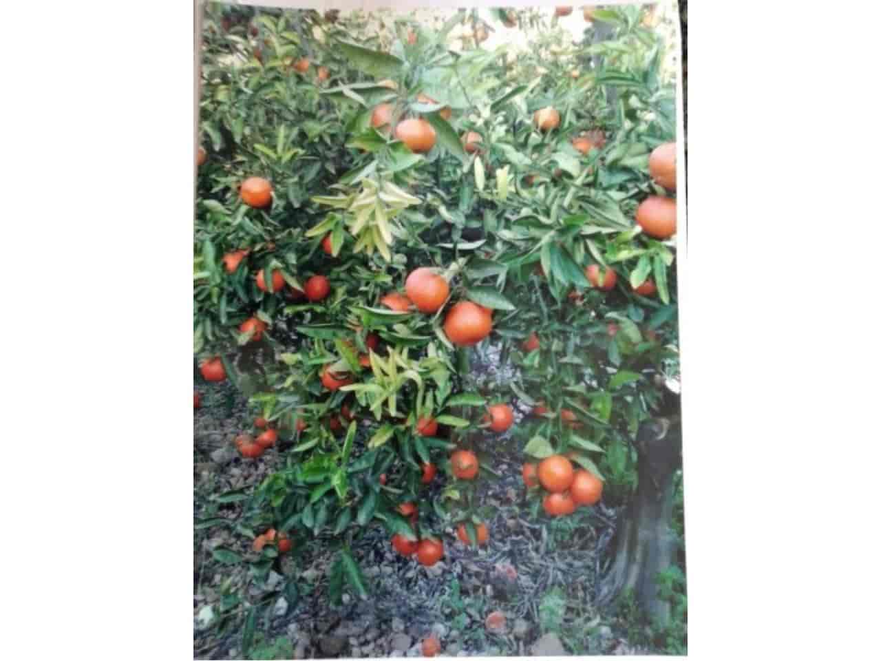 Ubebygd land til salgs i Xeraco - € 75 000 (Ref: 7820641)