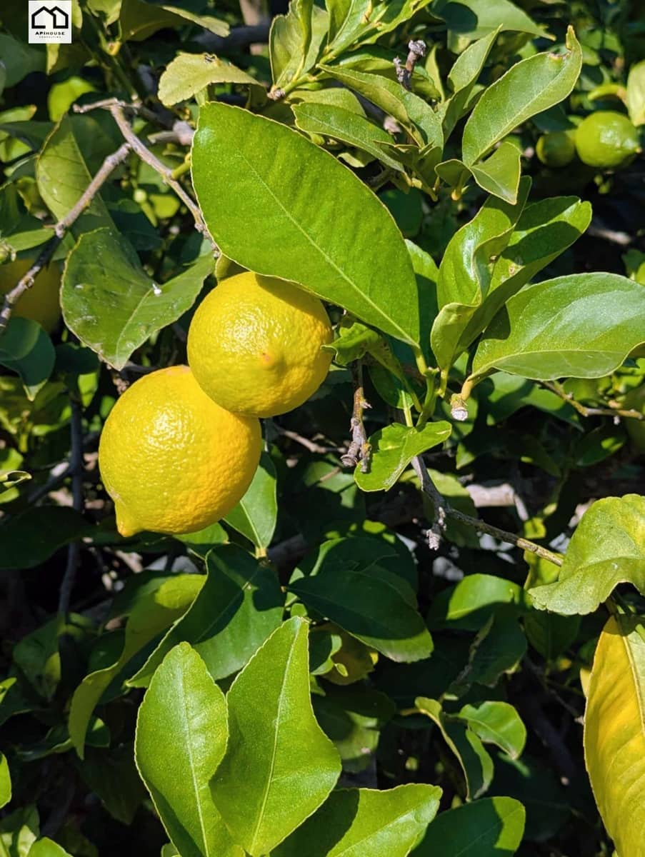 4 makuuhuone Maalaistalo myytävänä paikassa Orihuela mukana uima-altaan - 370 000 € (Ref: 9506885)